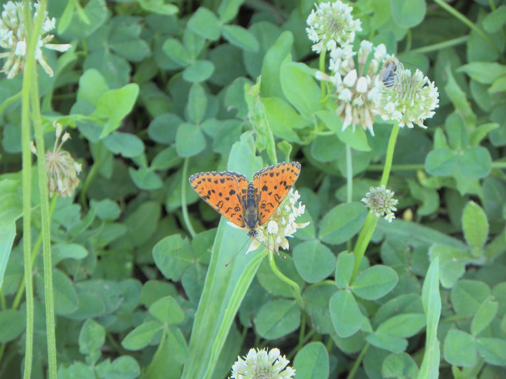 Melitaea didyma?